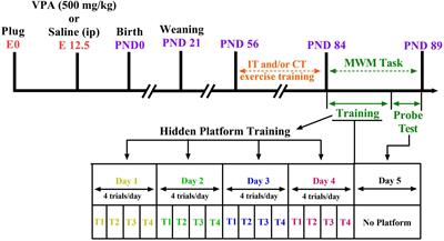 Sex Differences in Spatial Learning and Memory in Valproic Acid Rat Model of Autism: Possible Beneficial Role of Exercise Interventions